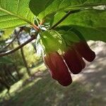 Scopolia carniolica Flower