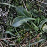 Bellis sylvestris 葉