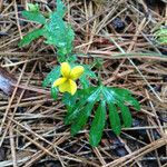 Viola lobata ശീലം