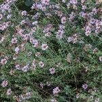 Symphyotrichum ericoides Costuma