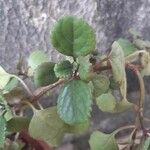 Plectranthus verticillatus Blad