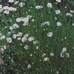 Petrorhagia saxifraga Staniste