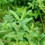Teucrium scordium Likasa