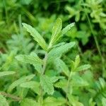 Teucrium scordium Blad