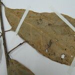 Endlicheria pyriformis Máis