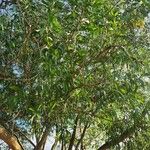 Acacia auriculiformis Costuma