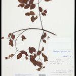 Adenanthera aglaosperma Otro
