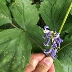 Clematis heracleifolia Kvet