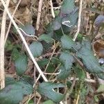 Rubus albiflorus Levél