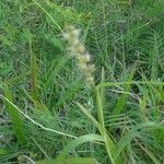 Cenchrus echinatus Flower