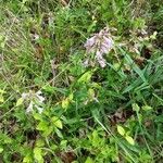 Penstemon canescens Flower