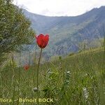 Tulipa planifolia Tabia