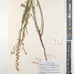 Crotalaria annua Otro