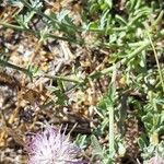 Centaurea aplolepa Flower