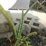 Gasteria obliquaLeaf