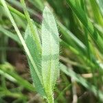 Myosotis balbisiana Leaf