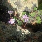 Erodium corsicum 花