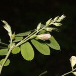 Coursetia caribaea Gyümölcs