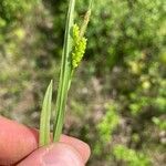 Carex granularis Frucht