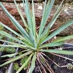 Yucca filamentosaList