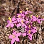 Centaurium littorale Квітка