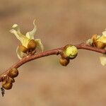Hexalobus monopetalus फूल
