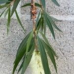 Melaleuca lophantha Blatt