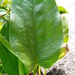 Aquarius cordifolius Leaf