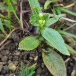 Myosotis scorpioidesFlower