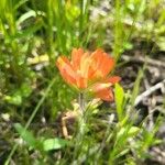 Castilleja coccinea Flower