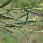 Sida linifolia Blatt