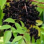 Aralia elata Ovoce