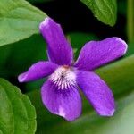 Viola reichenbachiana 花