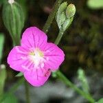 Oenothera rosea Kwiat