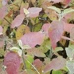Viburnum lantana Folla