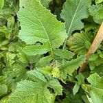 Brassica juncea Лист
