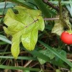 Solanum capsicoides Φρούτο