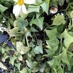 Senecio macroglossus Hoja