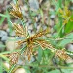 Cyperus polystachyos Flor