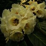 Rhododendron macabeanum Çiçek