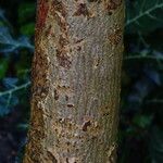 Thespesia populnea Bark