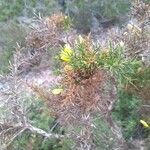 Ulex parviflorusLehti