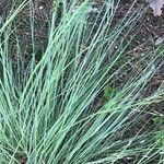 Eragrostis curvula List