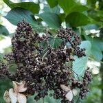 Hydrangea arborescensFruitua