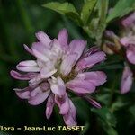 Trifolium resupinatum Flower