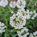 Lobularia maritimaFleur