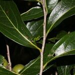 Diospyros salicifolia List