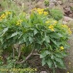 Sonchus pinnatifidus Vivejo