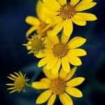 Encelia farinosaFlor