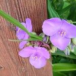 Tradescantia virginianaFlower